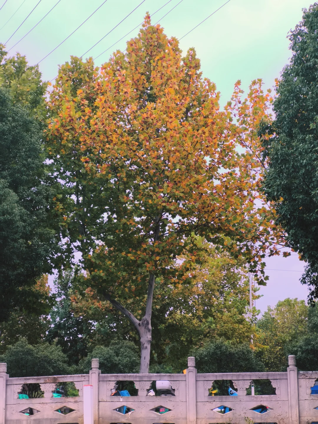 南京秋天进度实况11.9