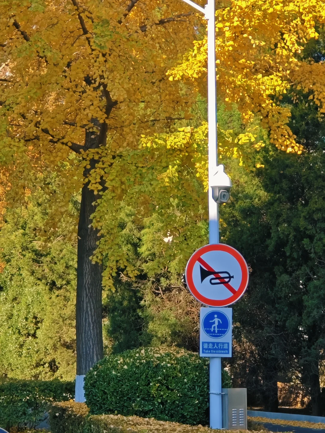 大连的秋天尊嘟好好看