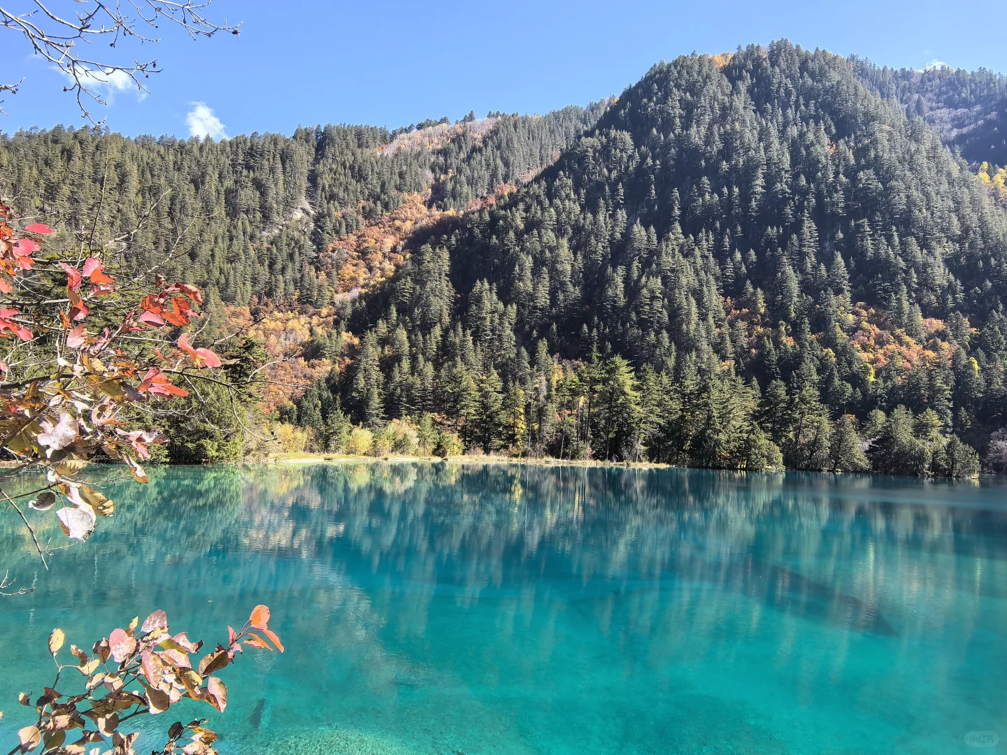 11.11九寨沟树正沟实况