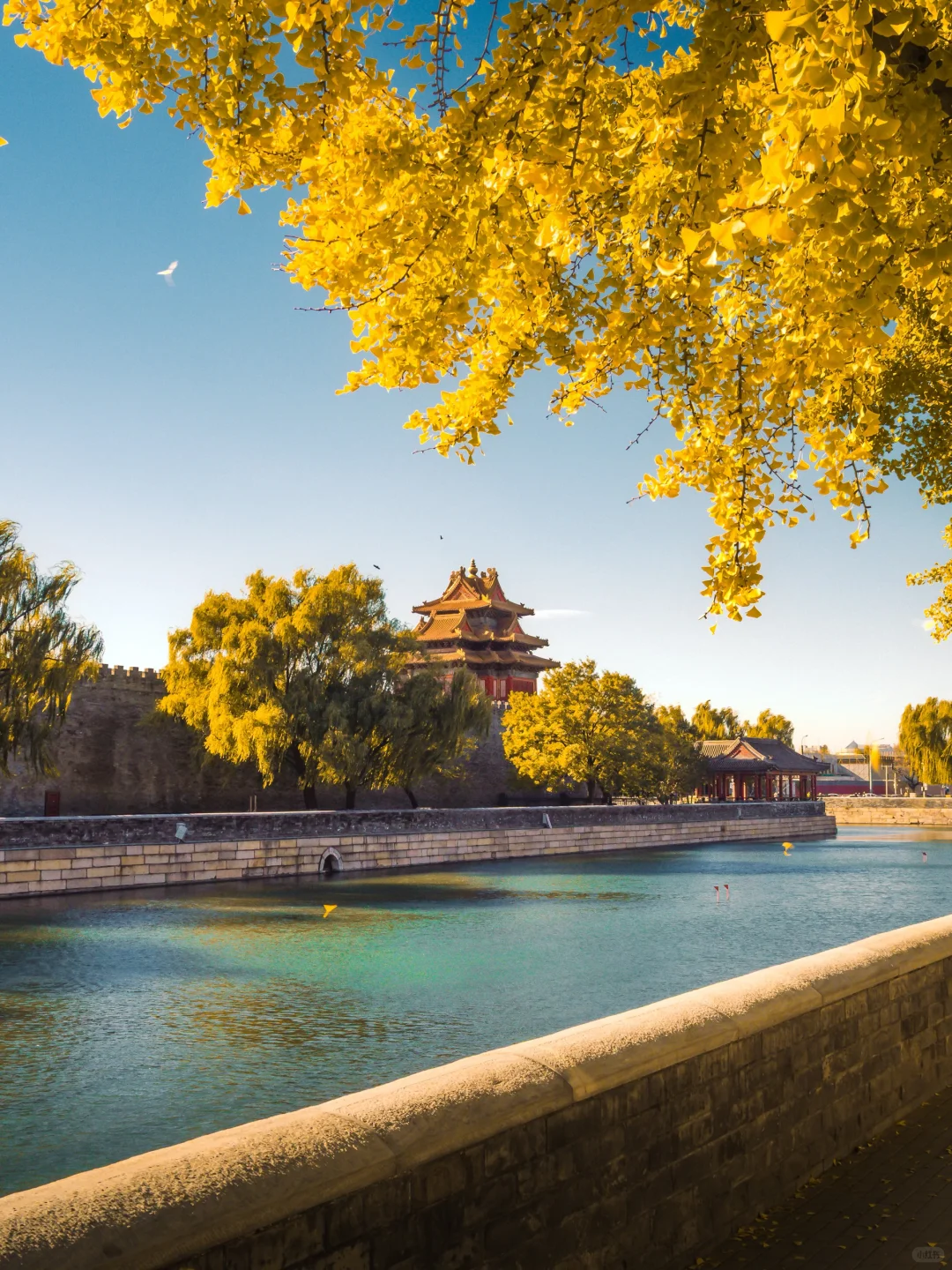 接下来的故宫，是一眼千年红墙金叶的秋🍂