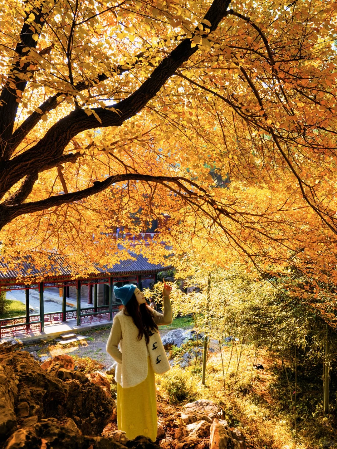 11.5实况！！颐和园油画般的秋景！杀疯了！🍂🍁