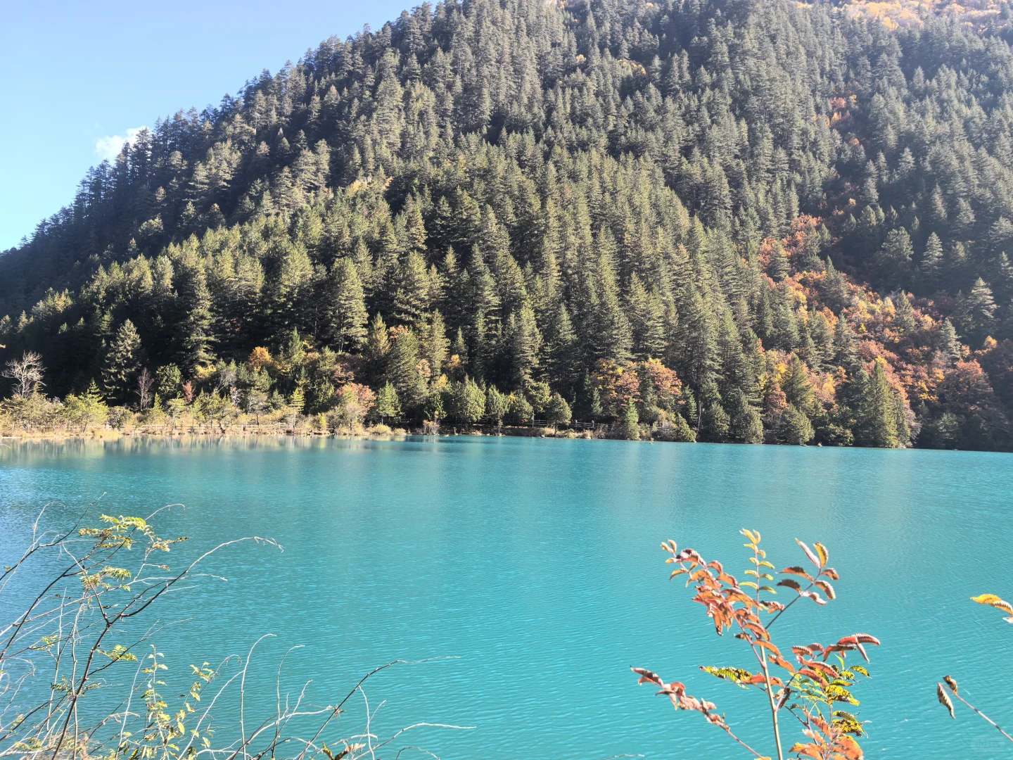 11.11九寨沟树正沟实况