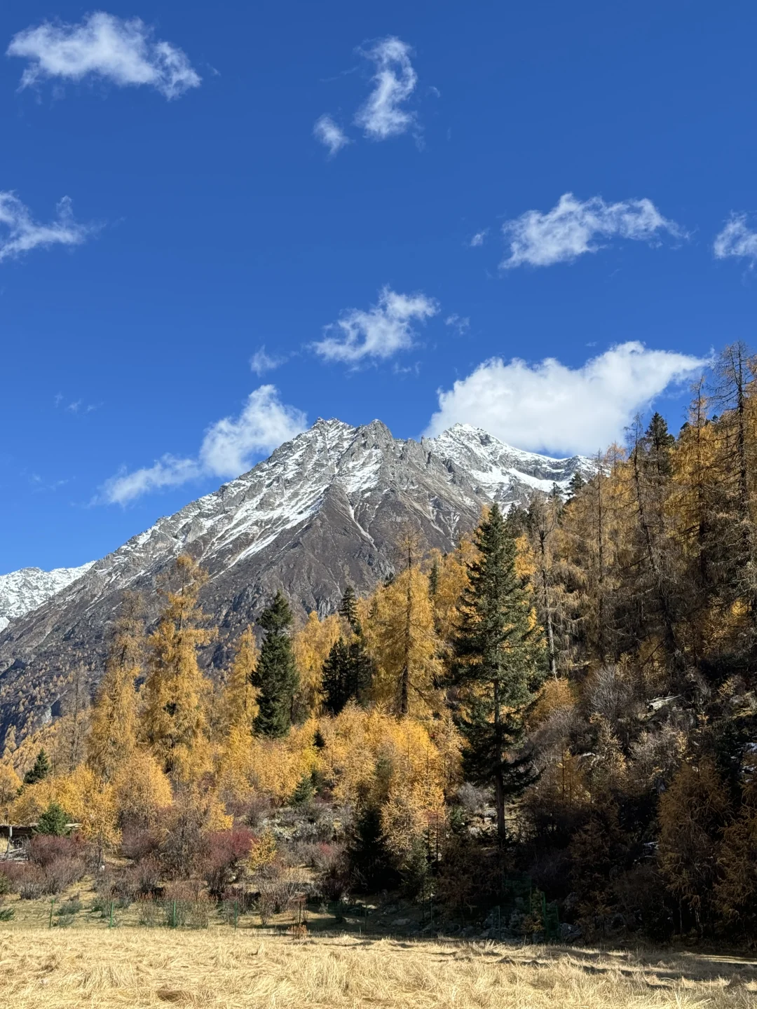 11.6📍理小路爆美！！川西是史诗级的秋天live