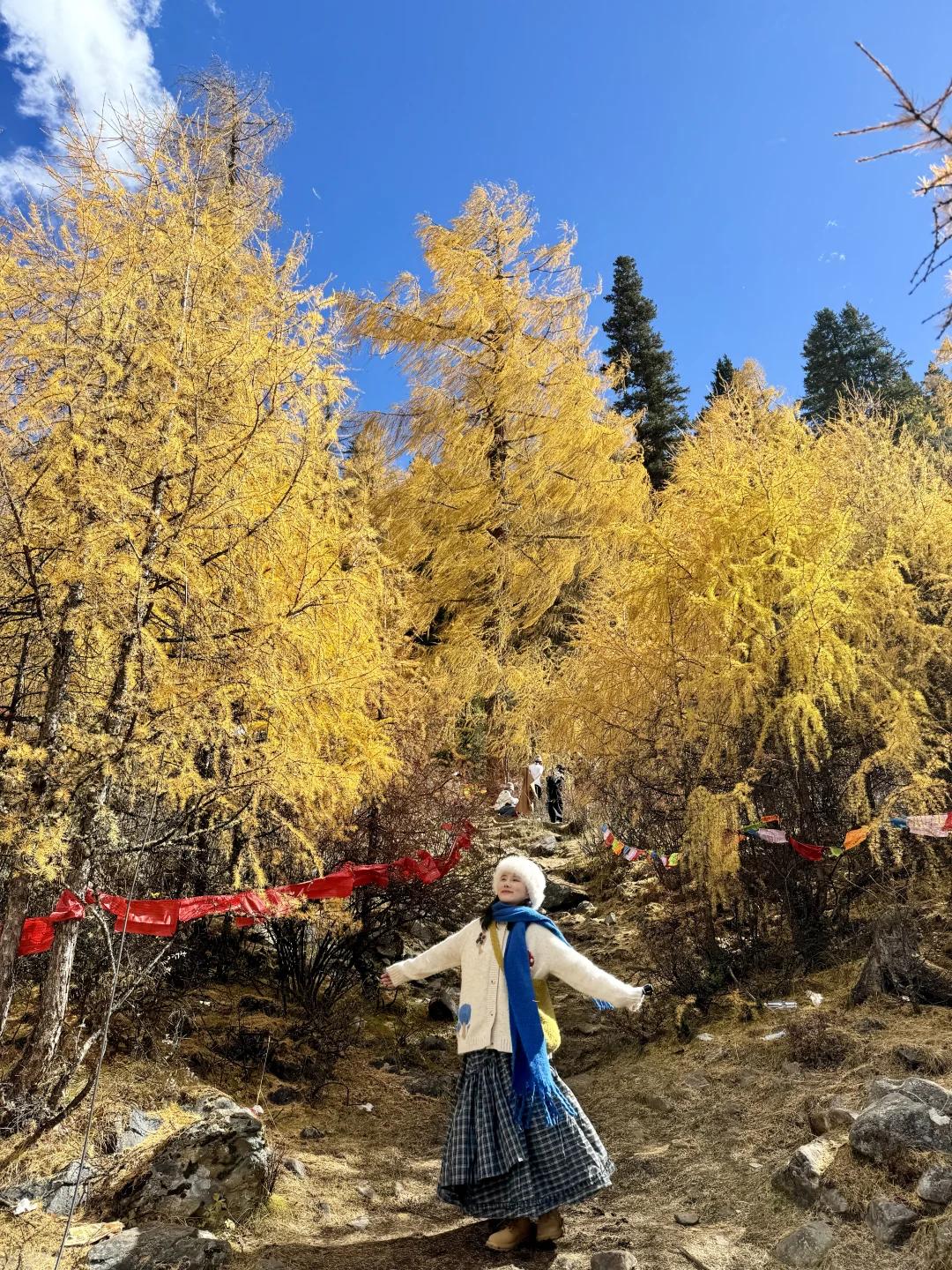 11.6📍理小路爆美！！川西是史诗级的秋天live