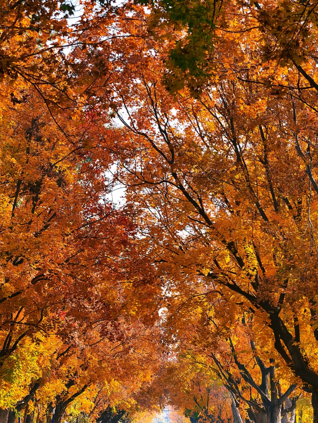 📍廊坊枫叶大道🍁11.4绝美live实况☀️