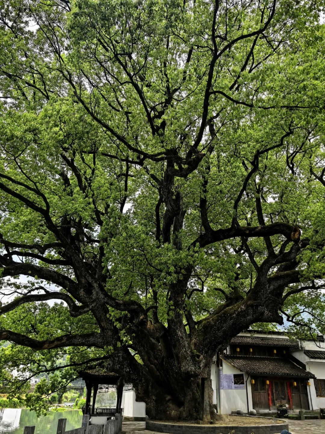 11🈷婺源赏秋|东/北线攻略~附吃住行指南