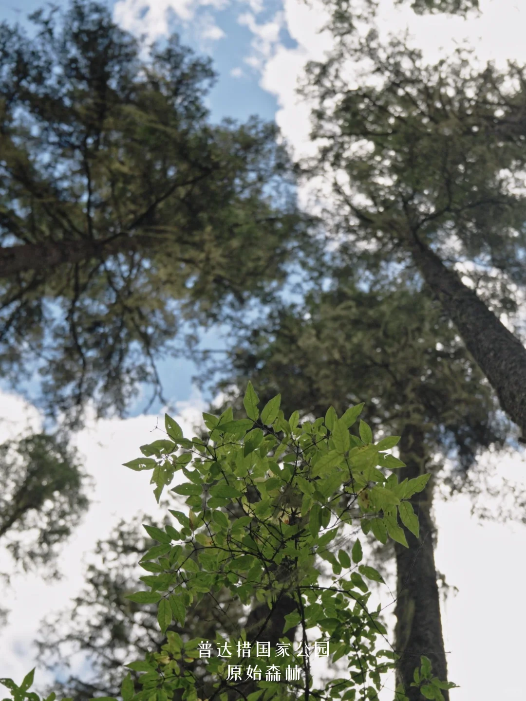 香格里拉限定|探秘普达措