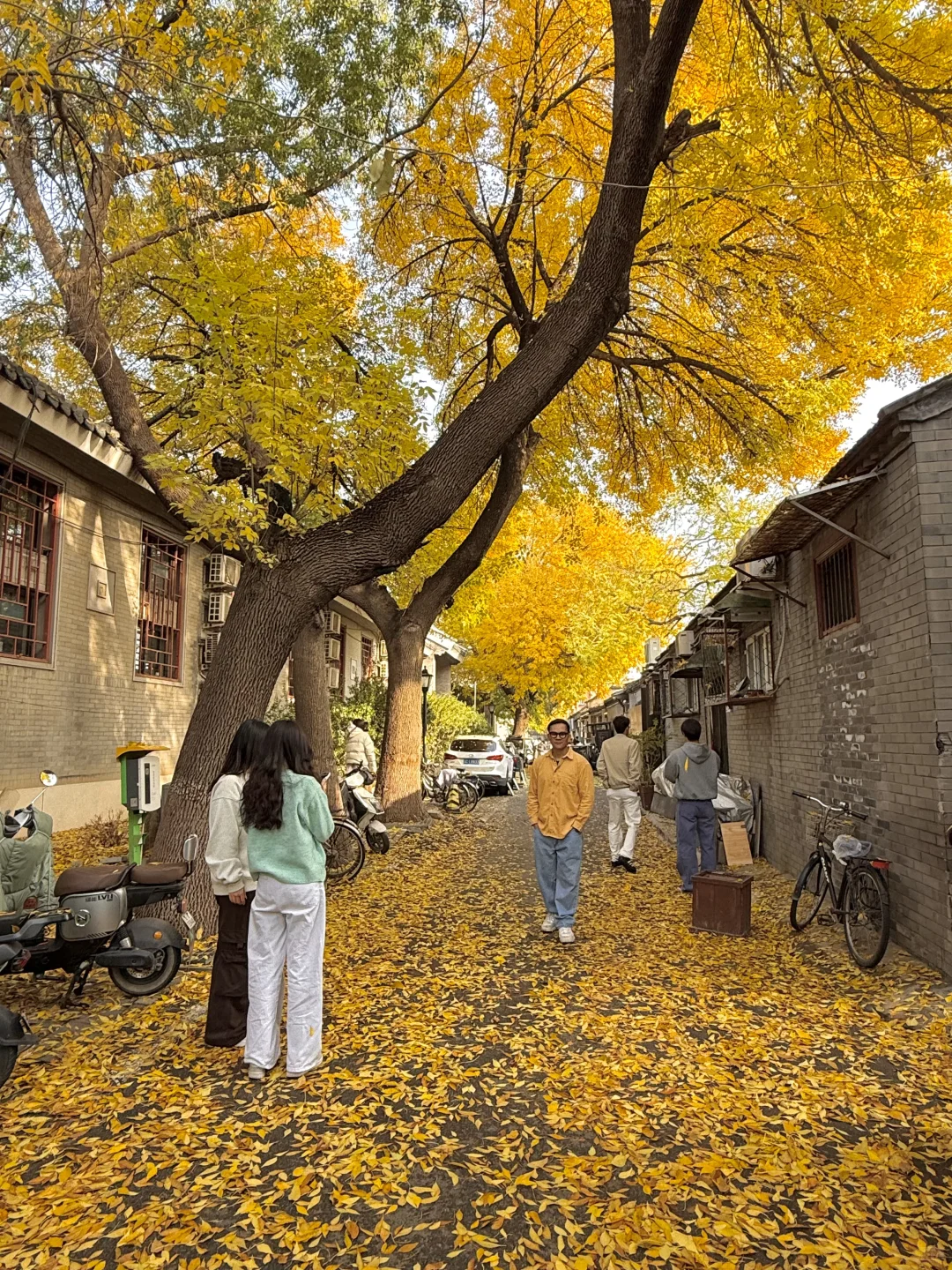 11.8实况！北京今天的胡同杀疯了！！