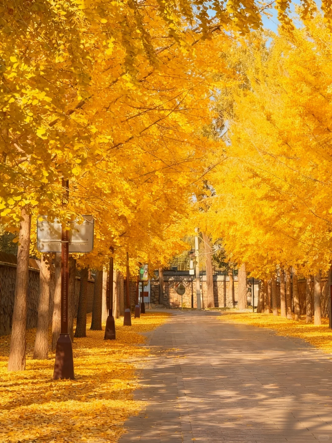 不愧是北京前三的银杏大道🥹……