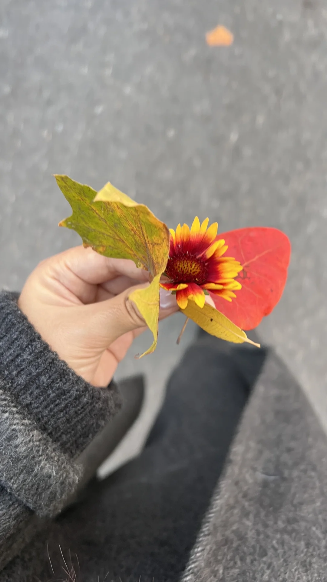 邯郸📍喜欢秋天的浪漫🍂