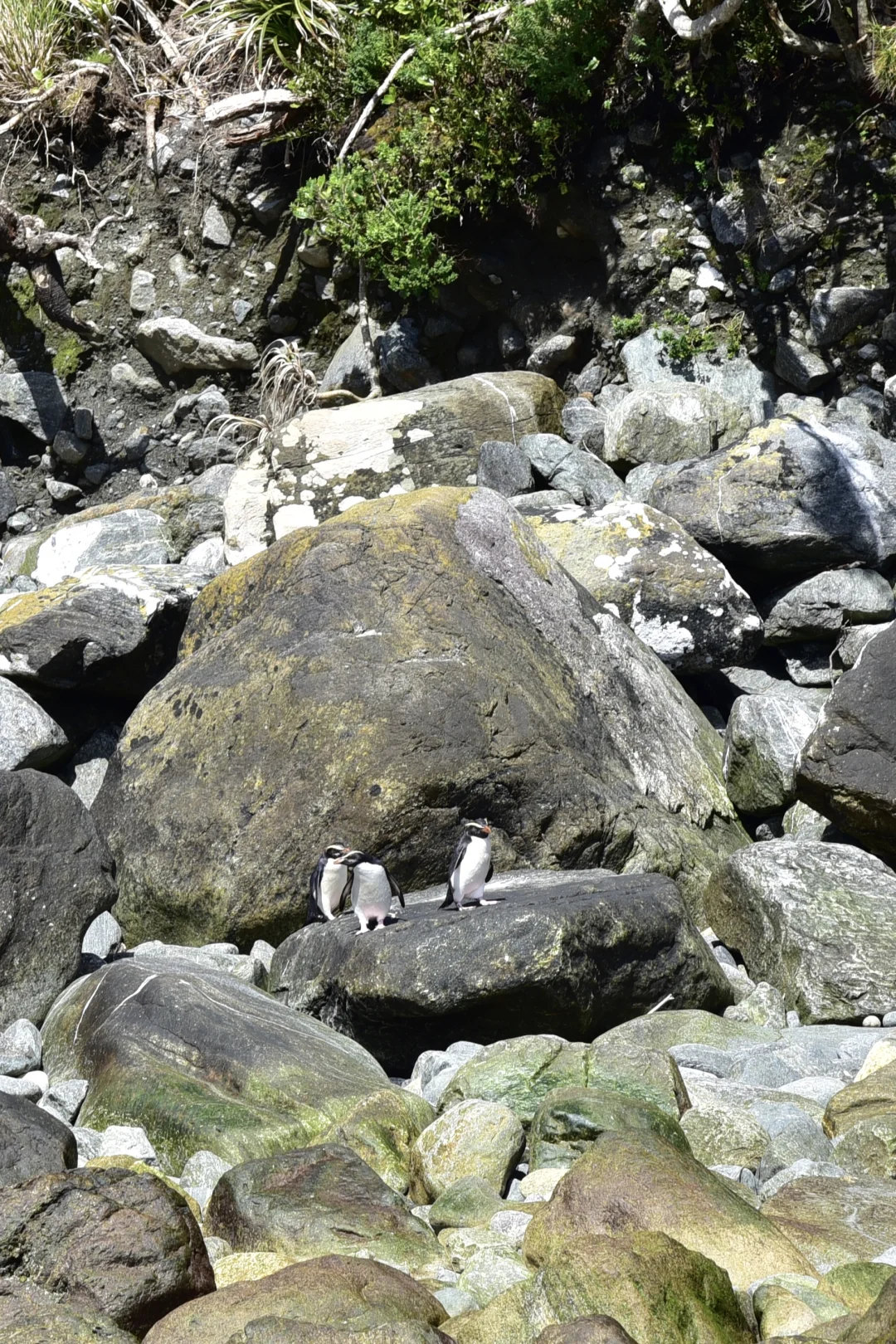 米尔福德峡湾出行之选择飞机值回票价