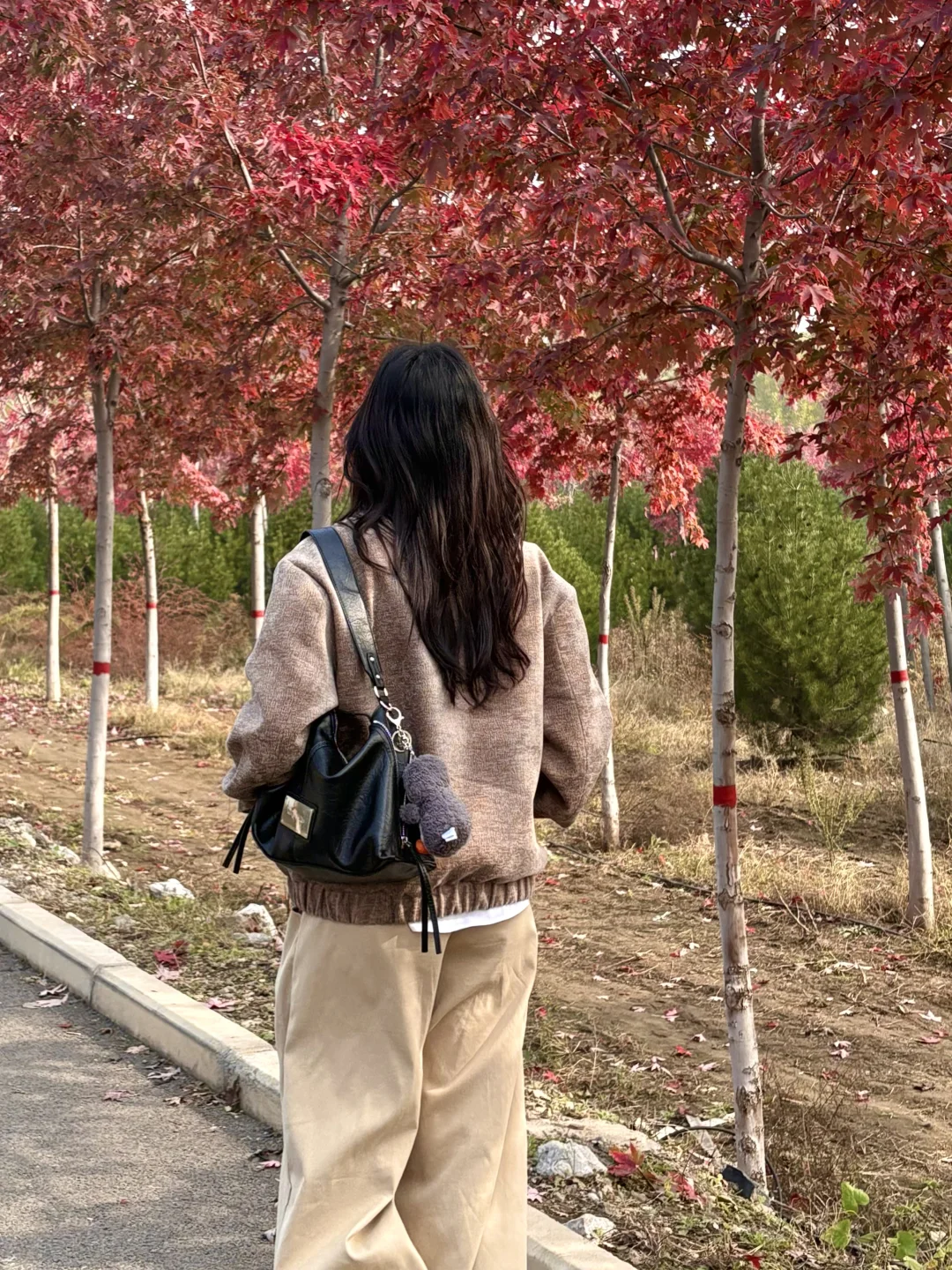 live邯郸｜枫叶是秋天的星星✨🍁