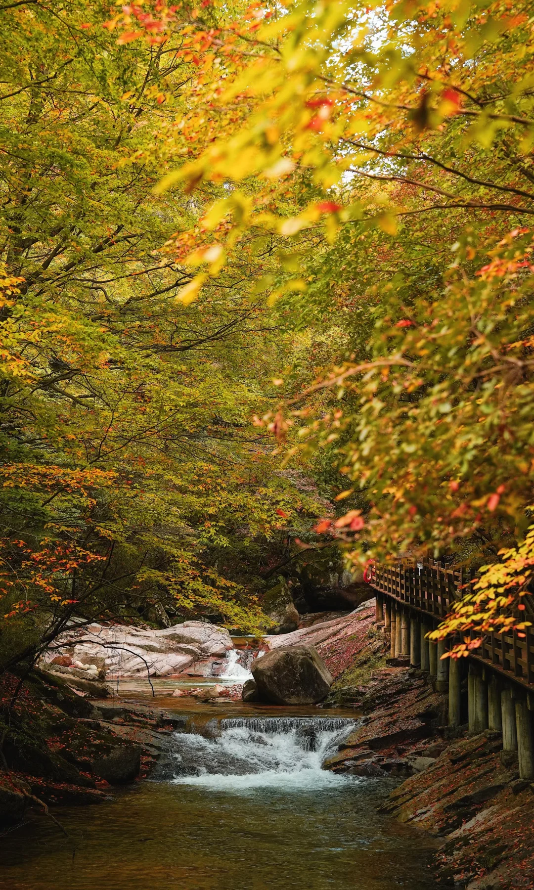 全屏｜迄今为止蕞震撼的赏秋🍁地出现了！