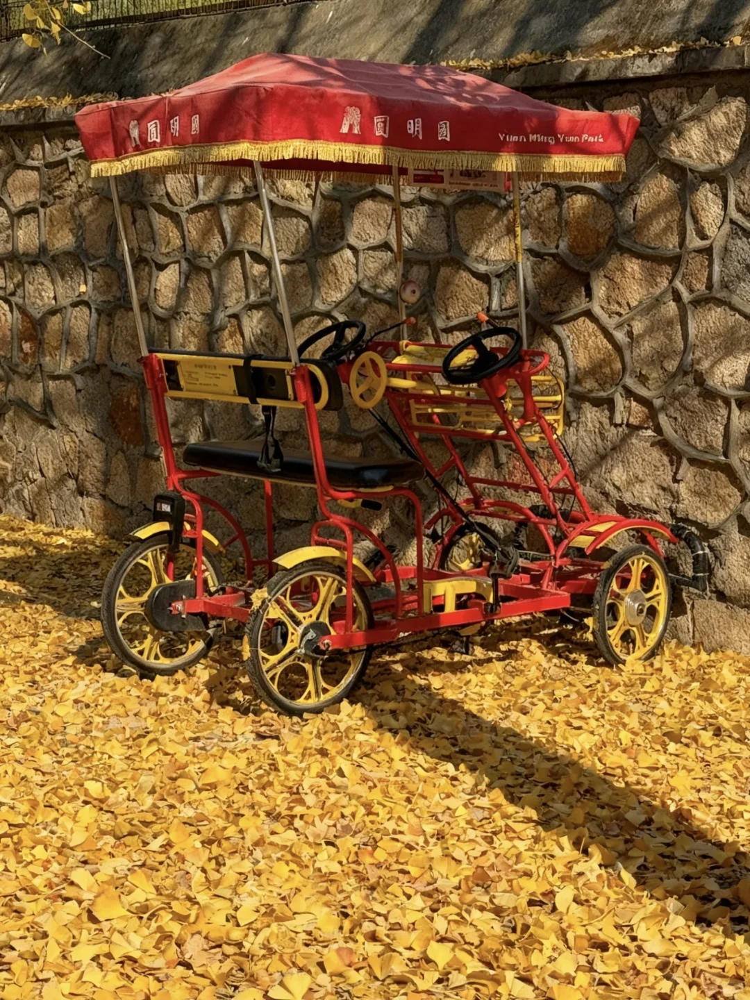 不愧是北京前三的银杏大道🥹……