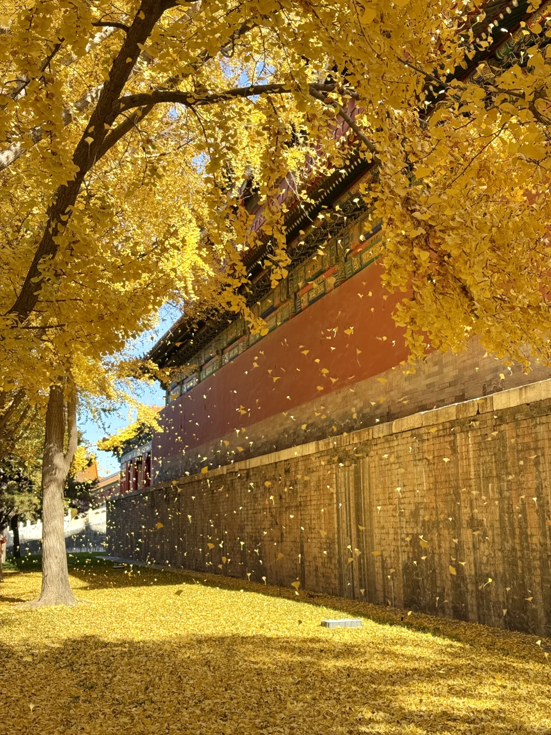 11.9 Live|每一次都会被落银杏的故宫惊艳到