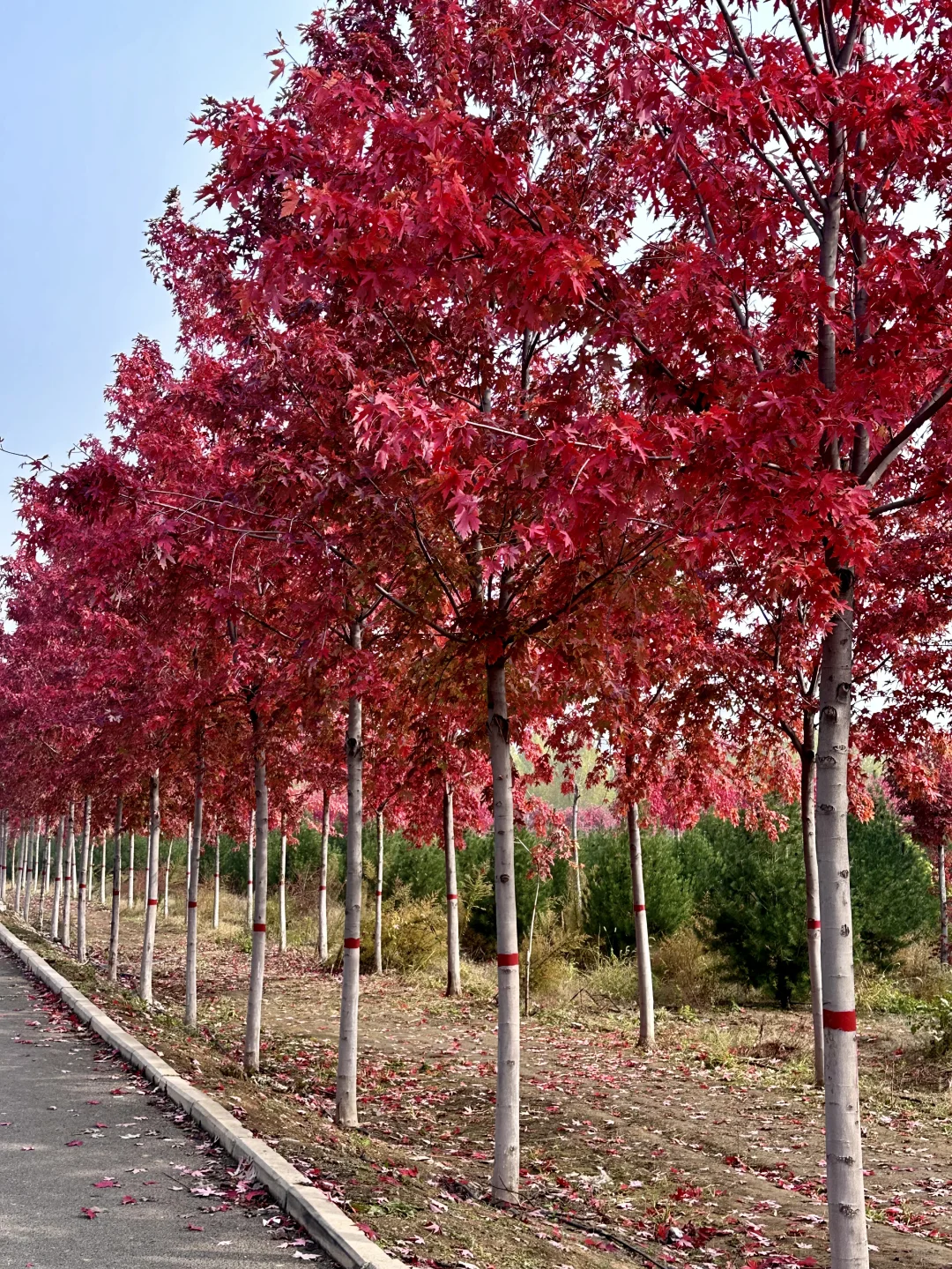 live邯郸｜枫叶是秋天的星星✨🍁