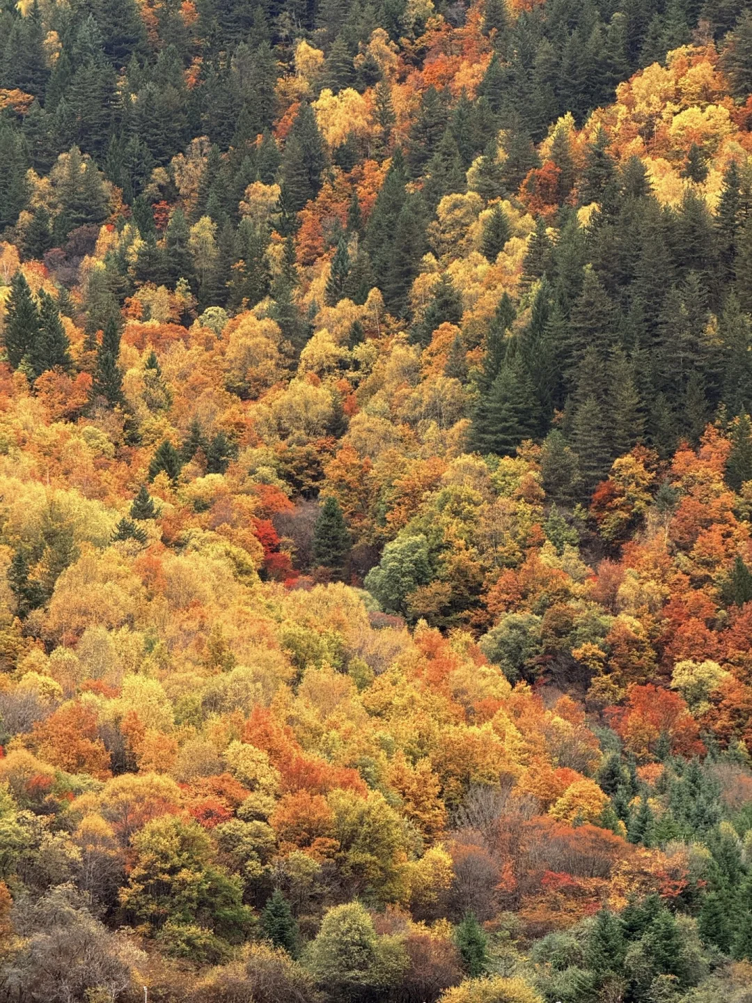 说一万次“太美了”