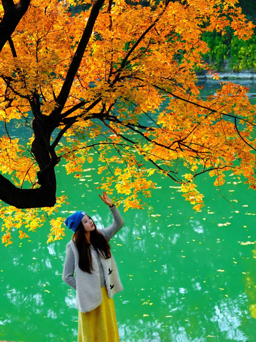 11.5实况！！颐和园油画般的秋景！杀疯了！🍂🍁