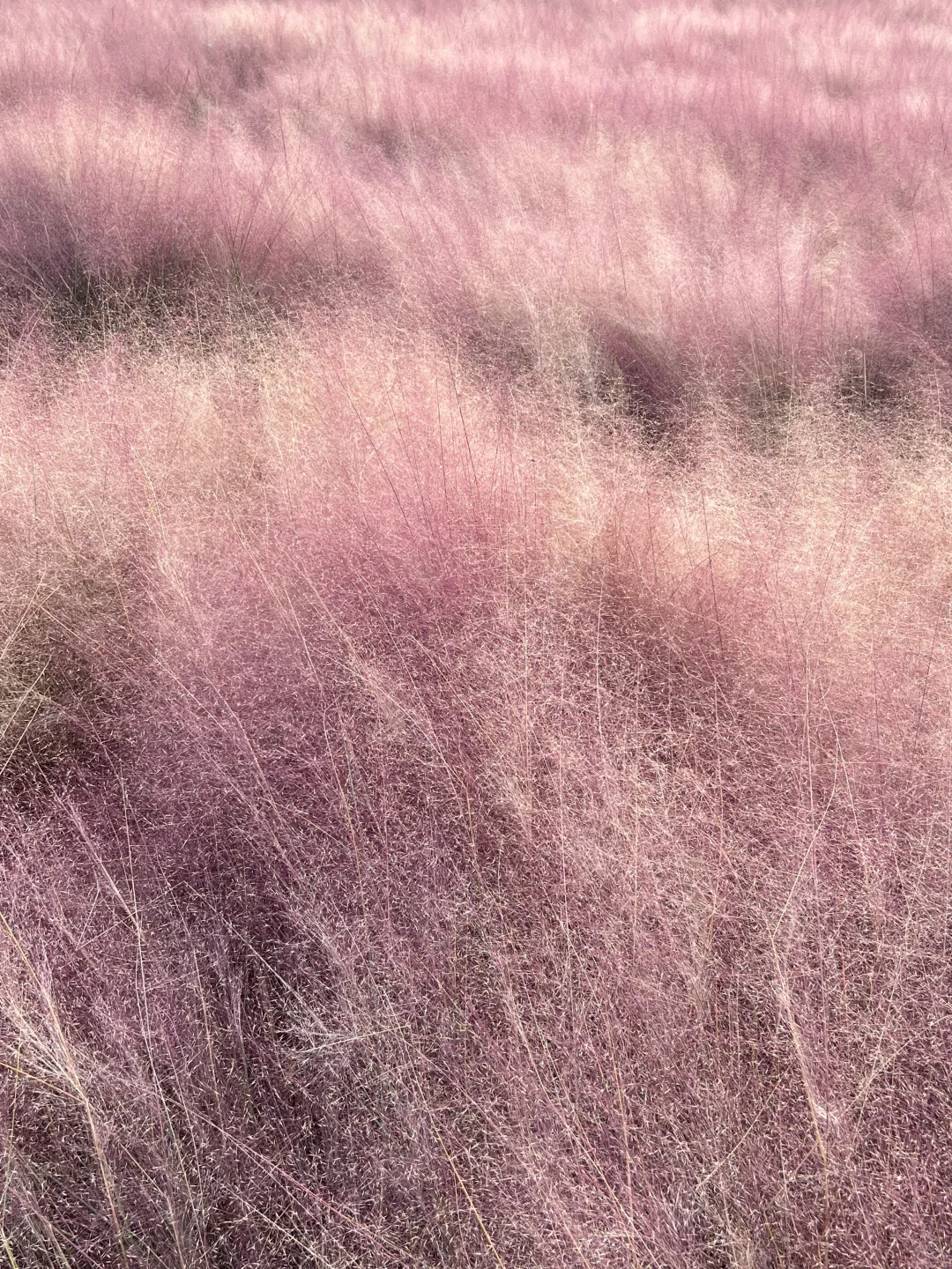 邯郸📍喜欢秋天的浪漫🍂