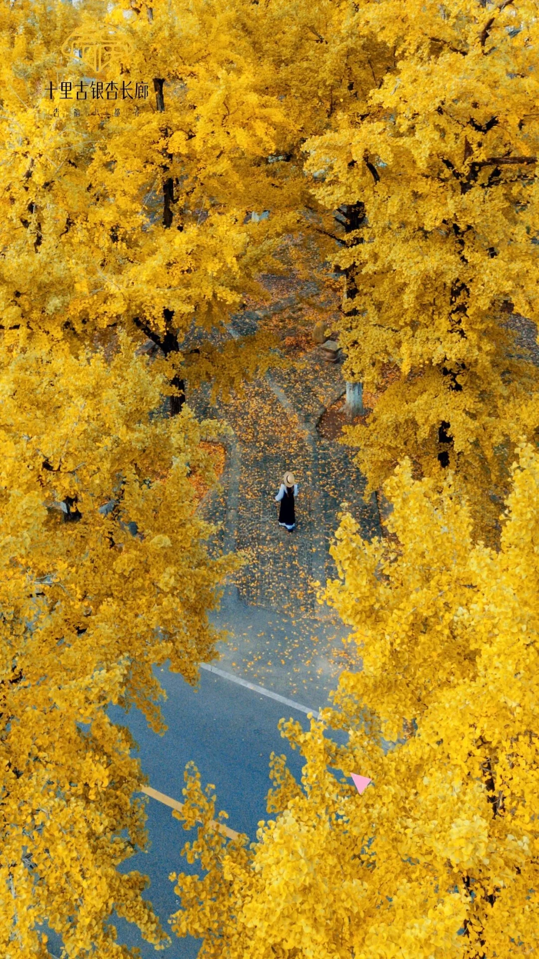 报！！银杏浓度已达100%🍂