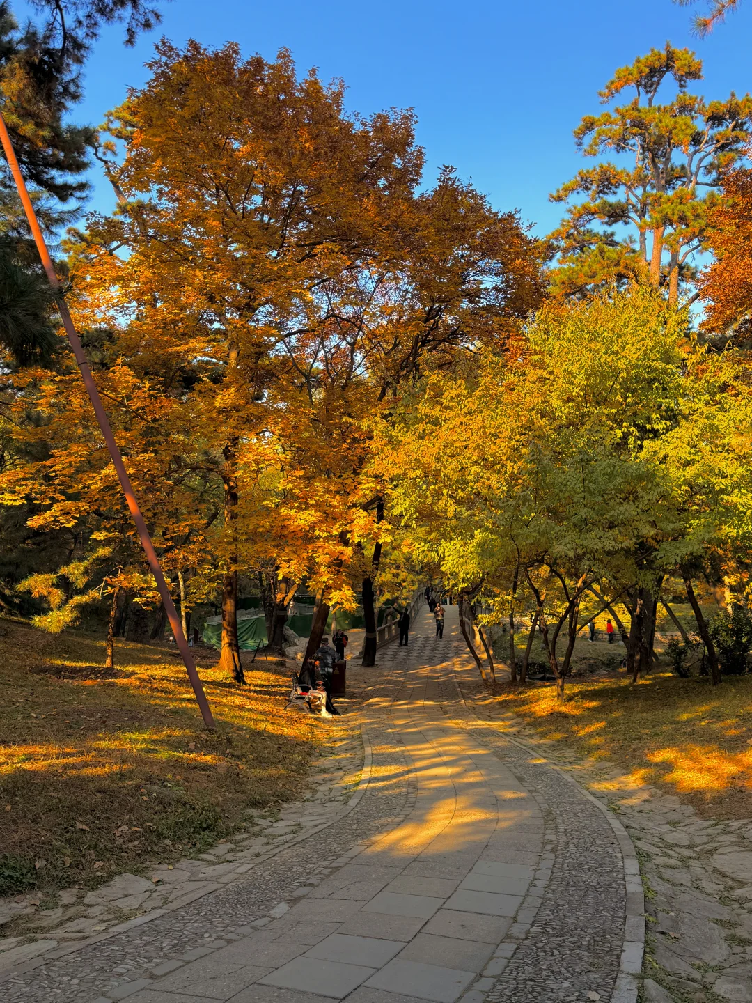 live图！！颐和园的秋天真是在画中游！！