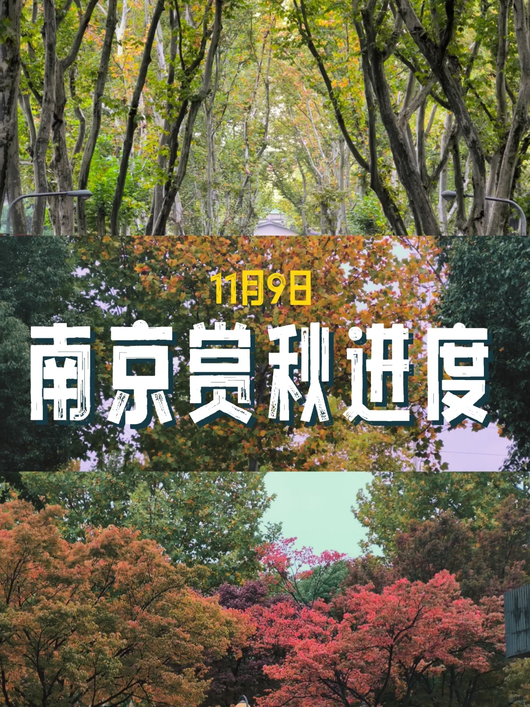 南京秋天进度实况11.9