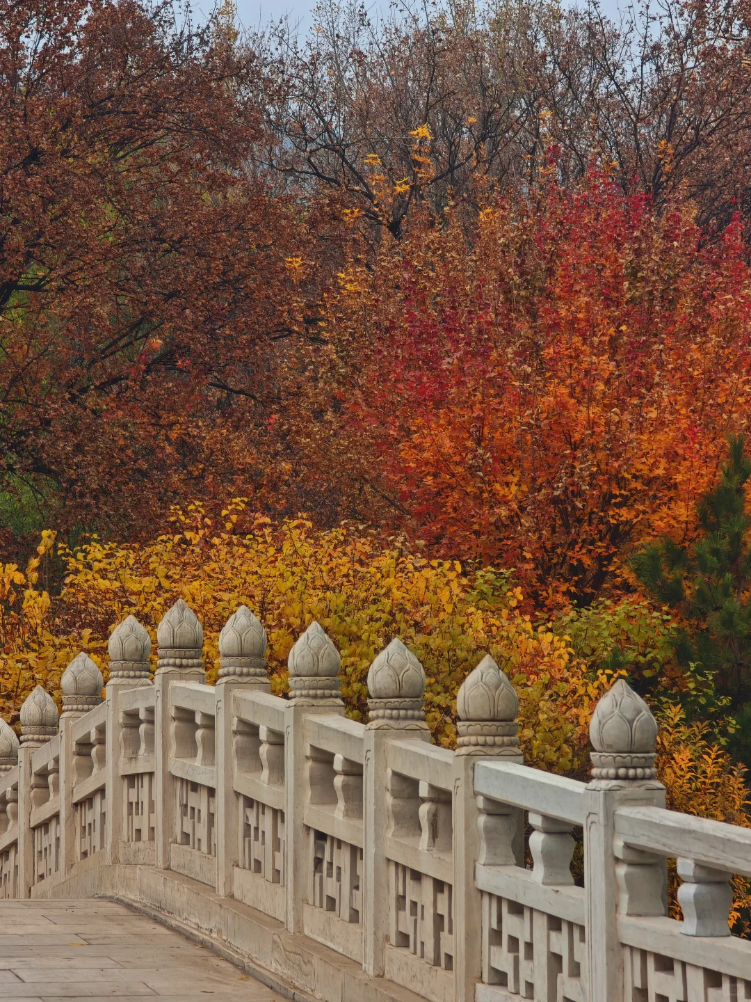 晋祠公园的水杉美疯了
