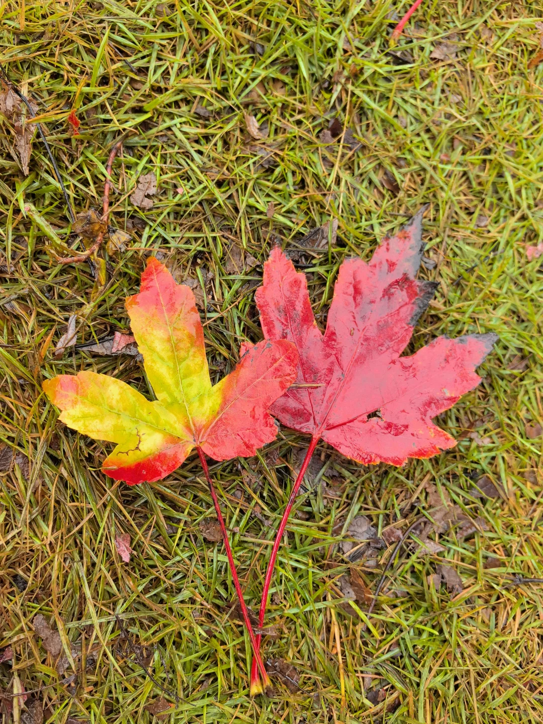 重庆的秋天在哪里|鹿山公园红枫来一波