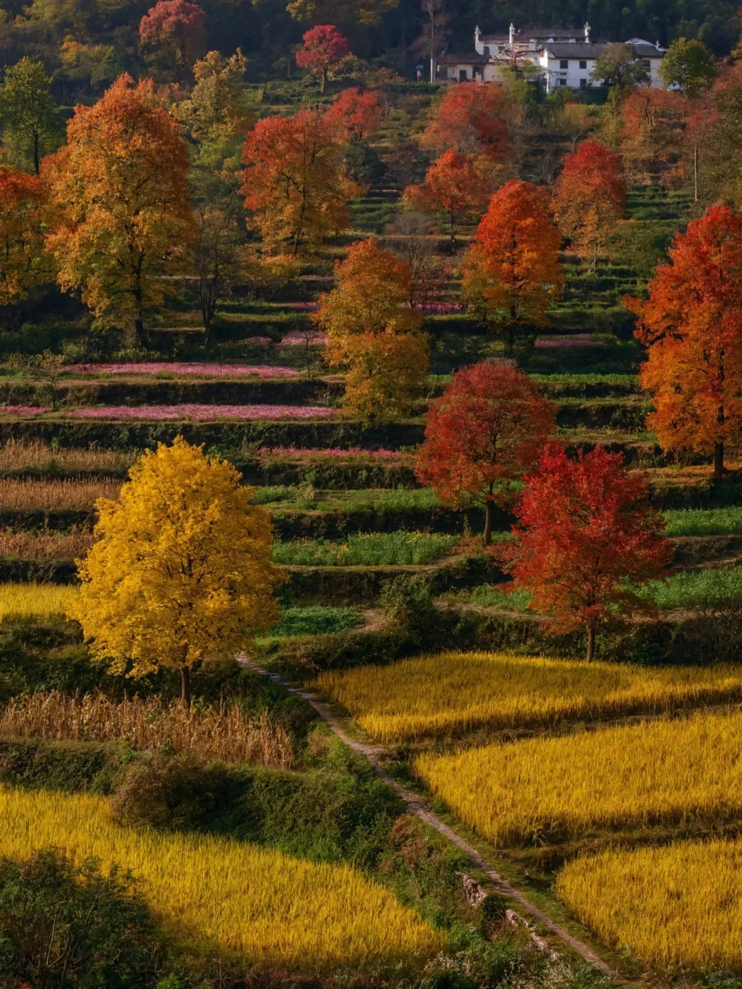 《国家地理》推荐‼️国内没有平替的绝美秋景