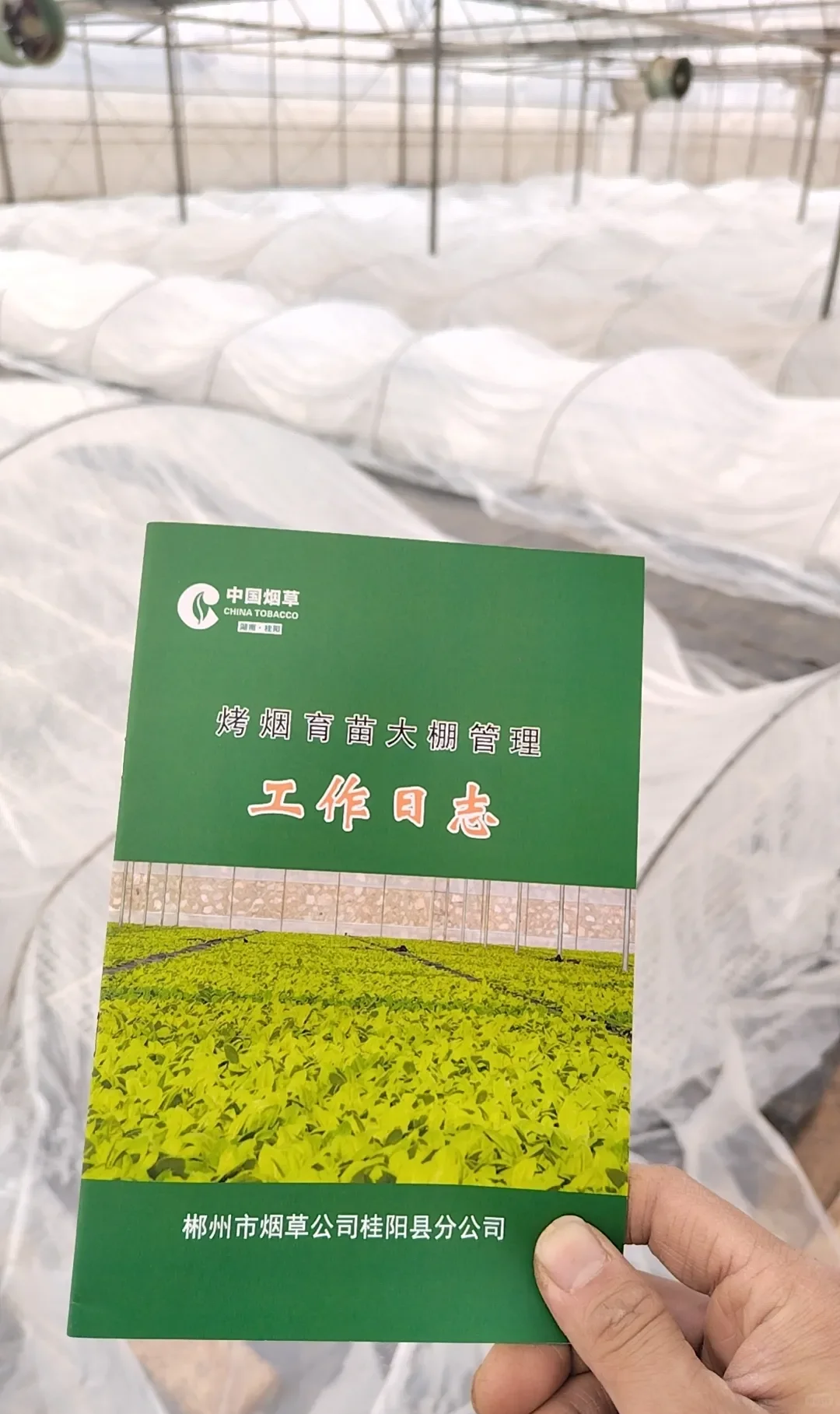 金叶飘叶飘香四百载芙蓉王身后的“湖湘黄金