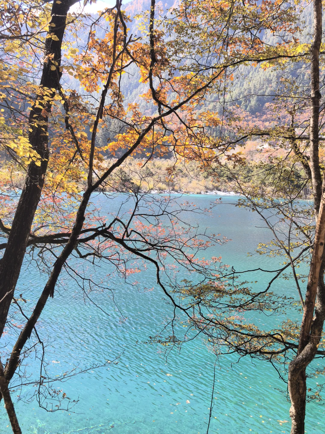 11.11九寨沟树正沟实况