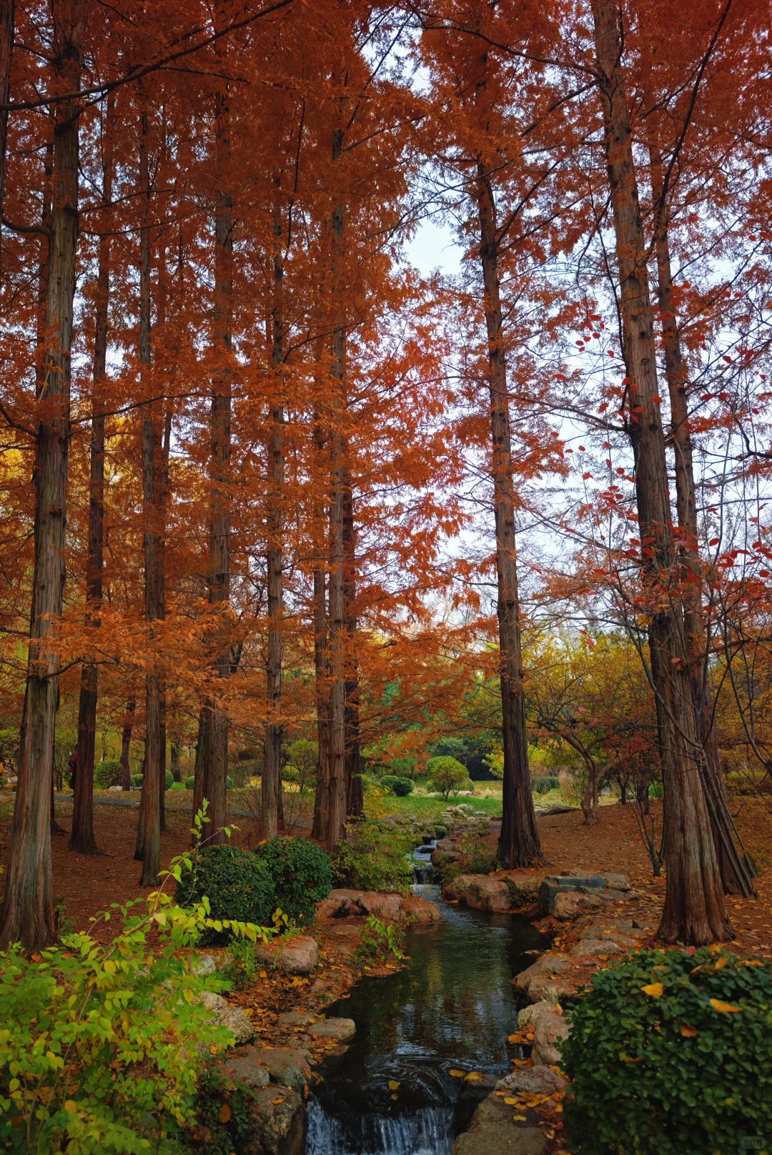 晋祠公园的水杉美疯了