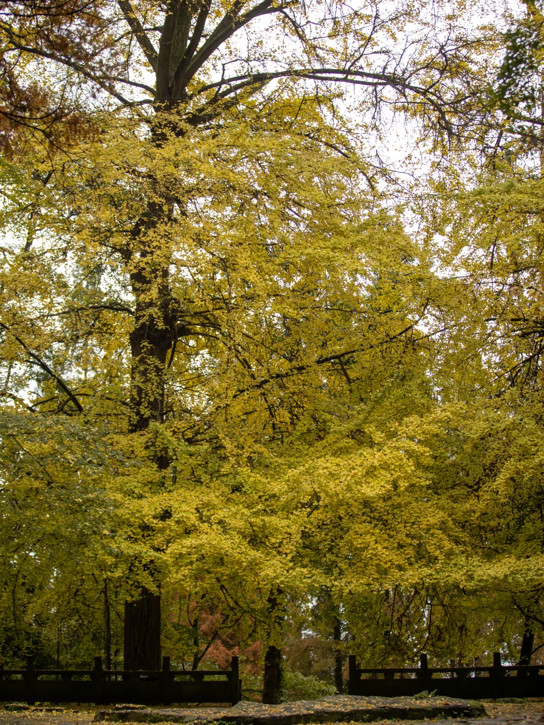 11.11实拍！灵岩寺的银杏浓度已100%！！