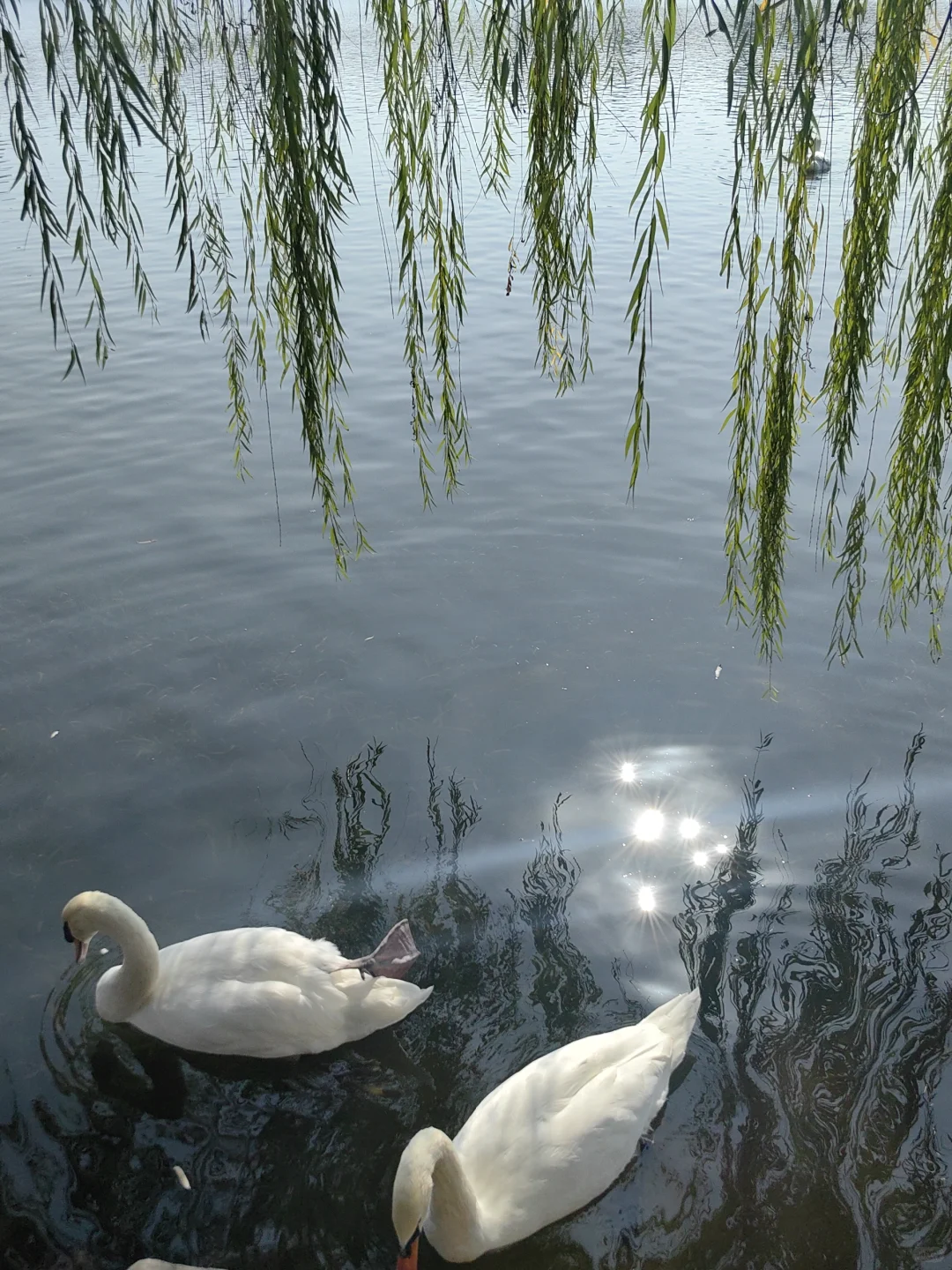 11/13，莫愁湖，乌桕实拍，还有天鹅和猫