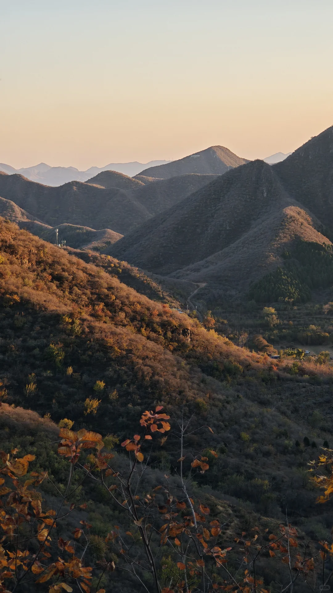 📢实时播报：媳妇岭的红叶已经红啦