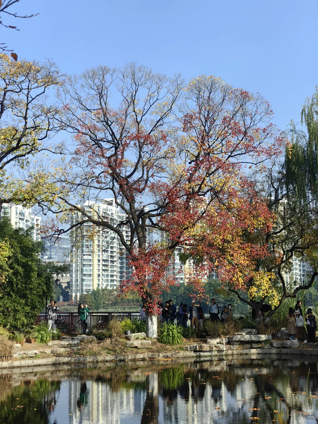 11/13，莫愁湖，乌桕实拍，还有天鹅和猫