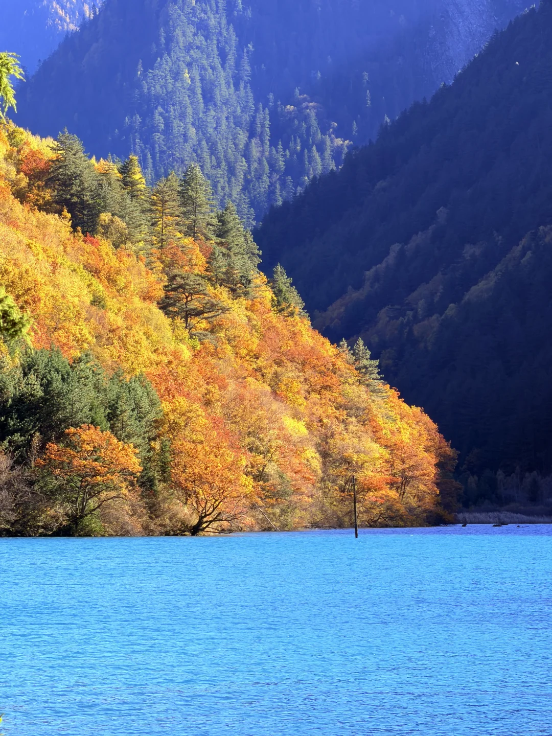 2025九寨沟,彩林最后的盛宴,明年再见👋🏻