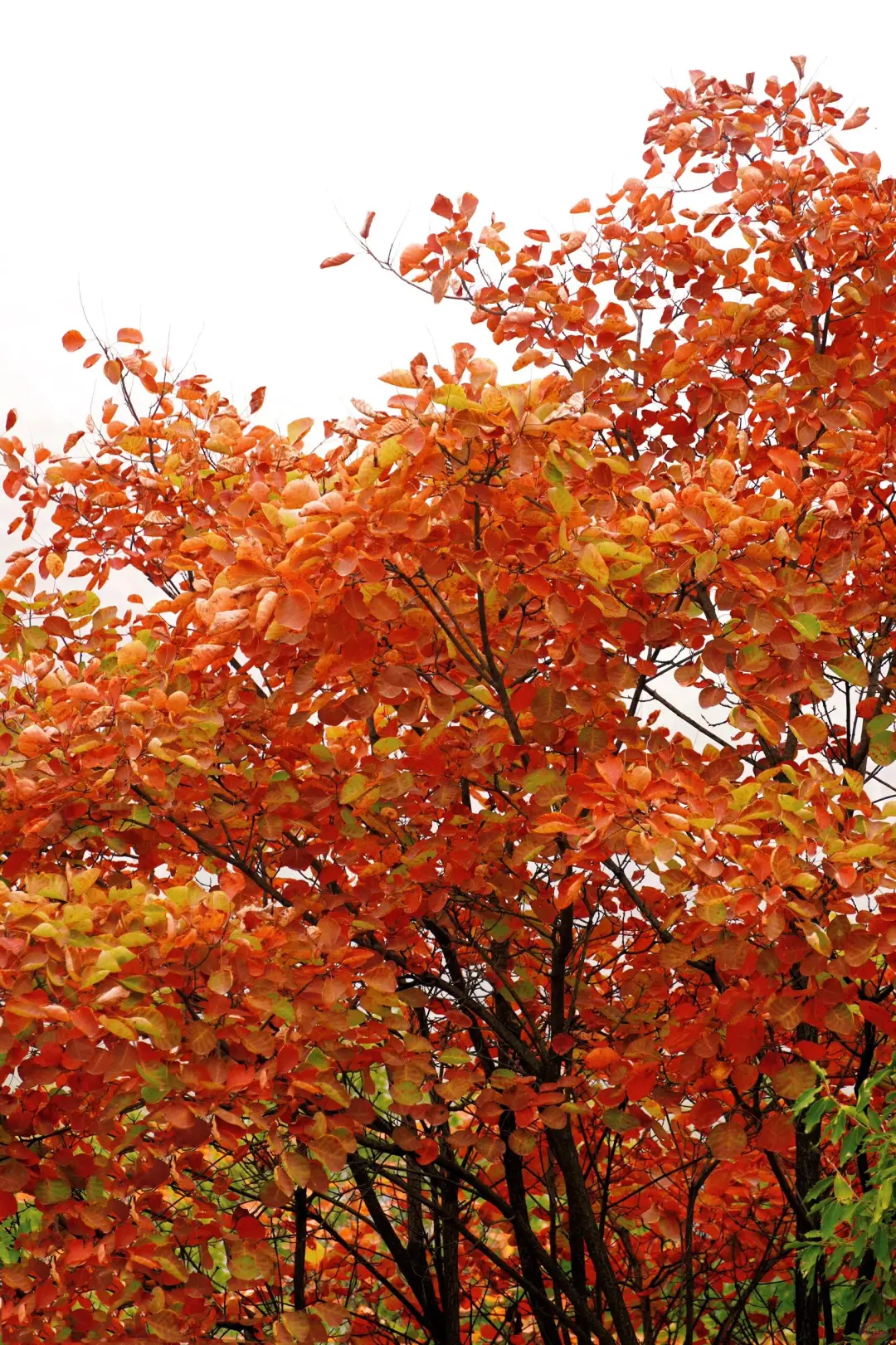 🍁许昌大鸿寨红叶暴击！这秋景美到失语！