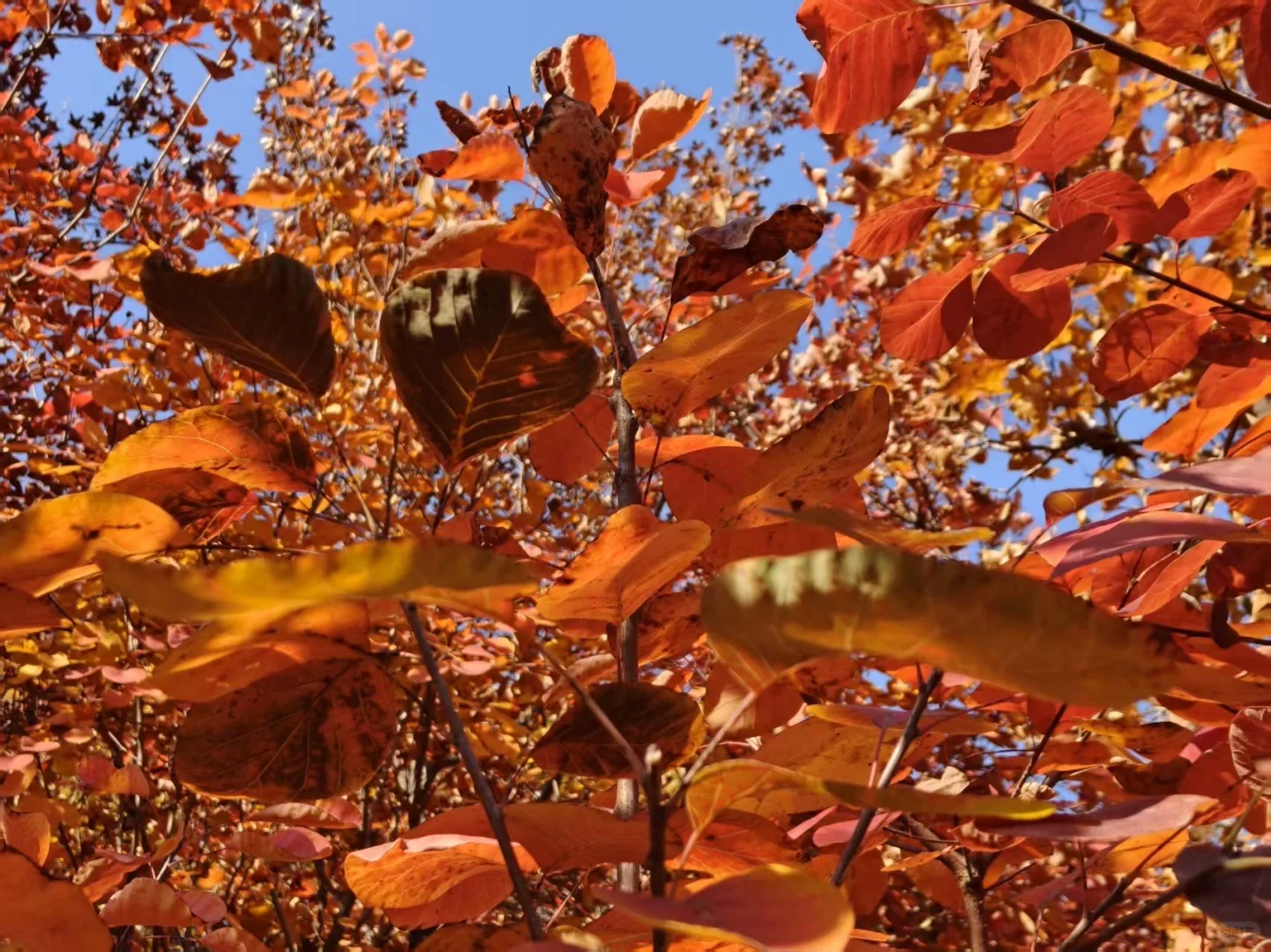 11.1🍂 济南红叶谷，来自秋天的浪漫