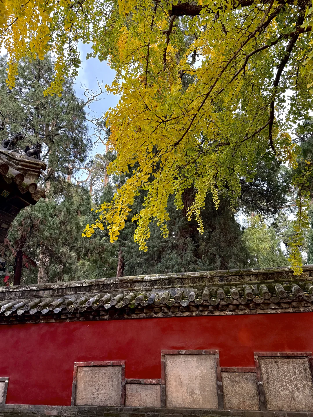 邹城｜秋日🍂小城香气