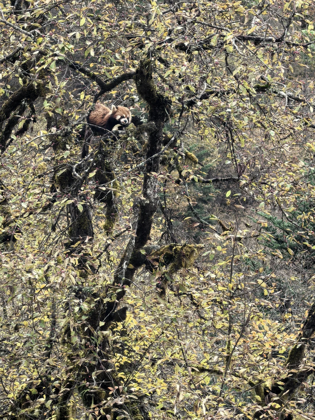 喇叭河的藏酋猴🐒 水鹿🦌 小熊猫