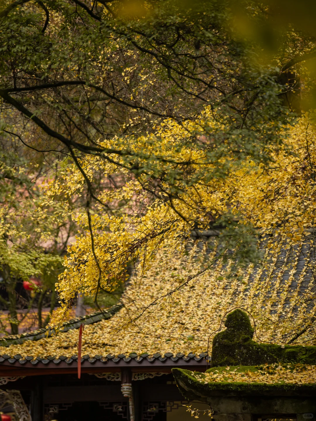 11.11实拍！灵岩寺的银杏浓度已100%！！