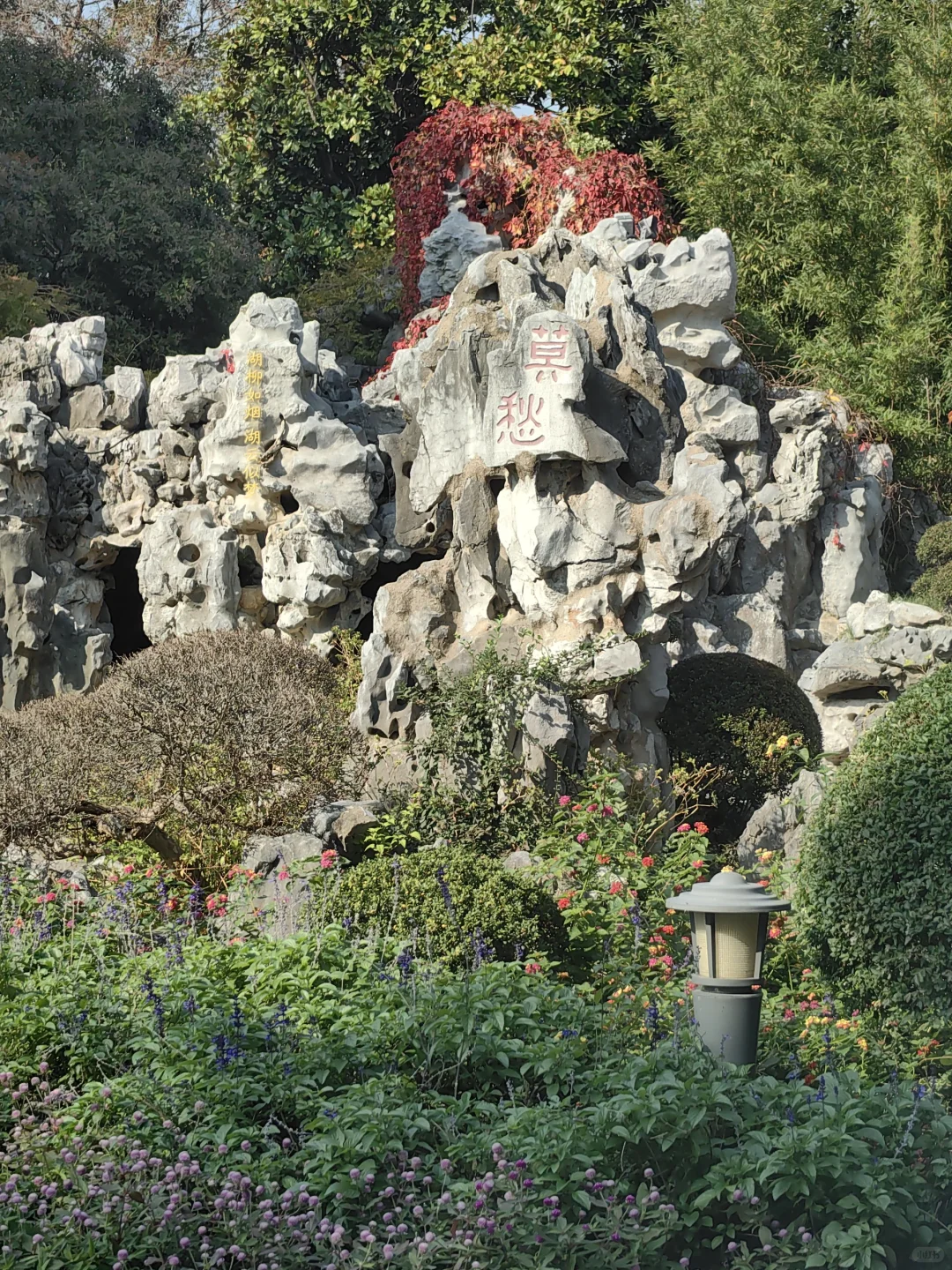 11/13，莫愁湖，乌桕实拍，还有天鹅和猫