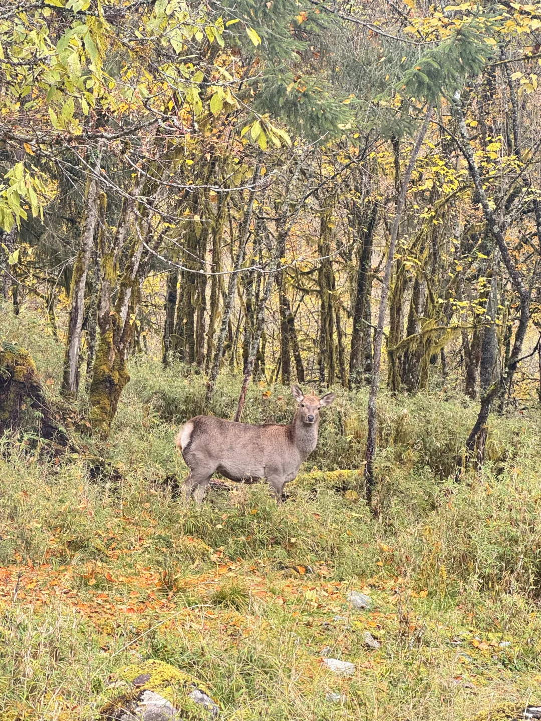 喇叭河的藏酋猴🐒 水鹿🦌 小熊猫