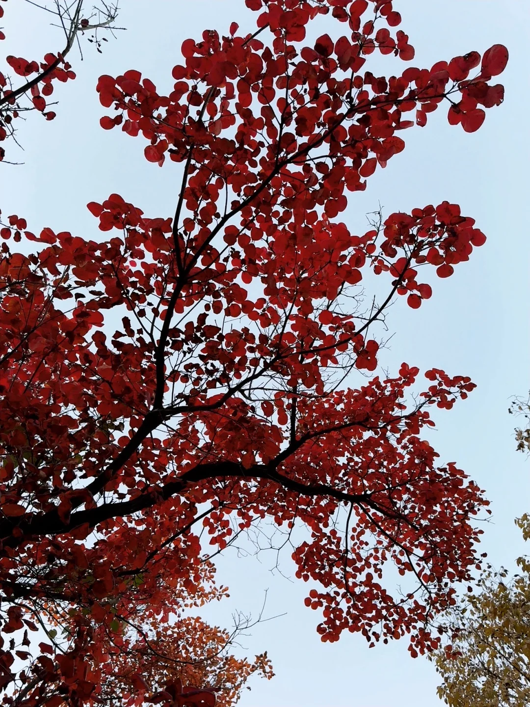 11.1🍂 济南红叶谷，来自秋天的浪漫