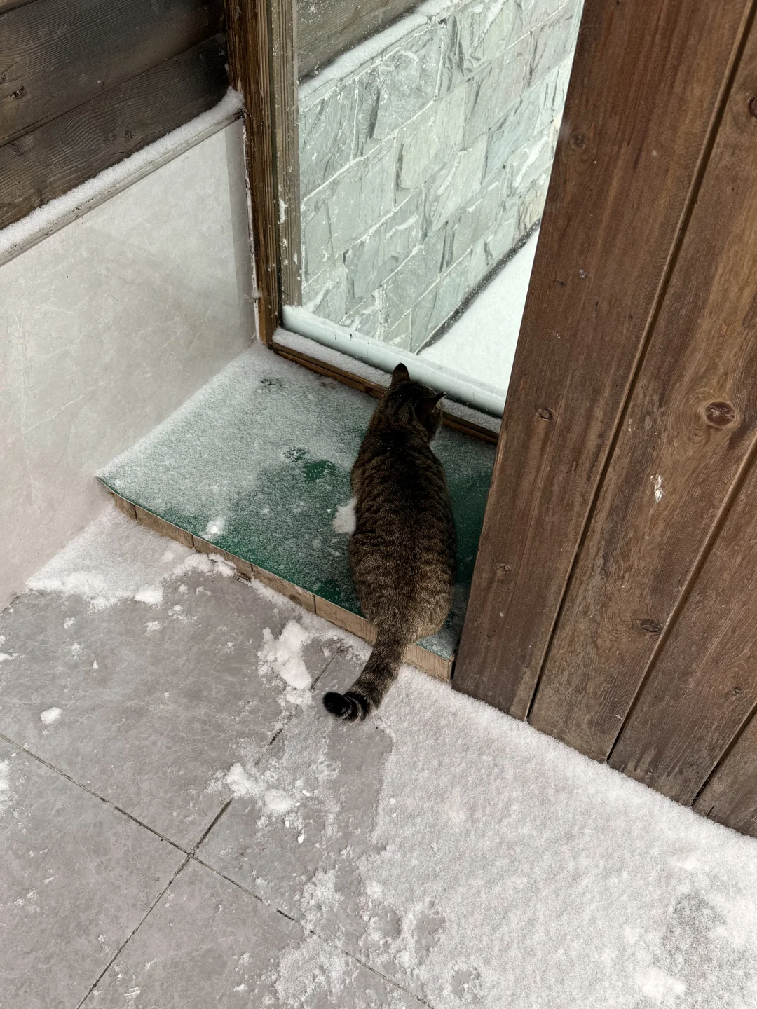 有没有人在喀纳斯游客中心见过这只小猫