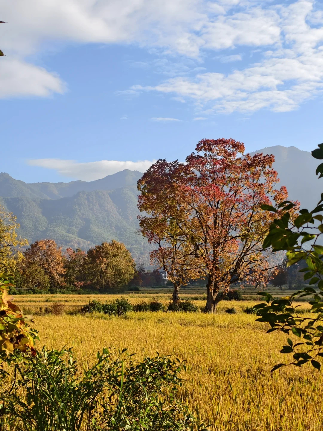 塔川的秋色美翻天～手机原图直出