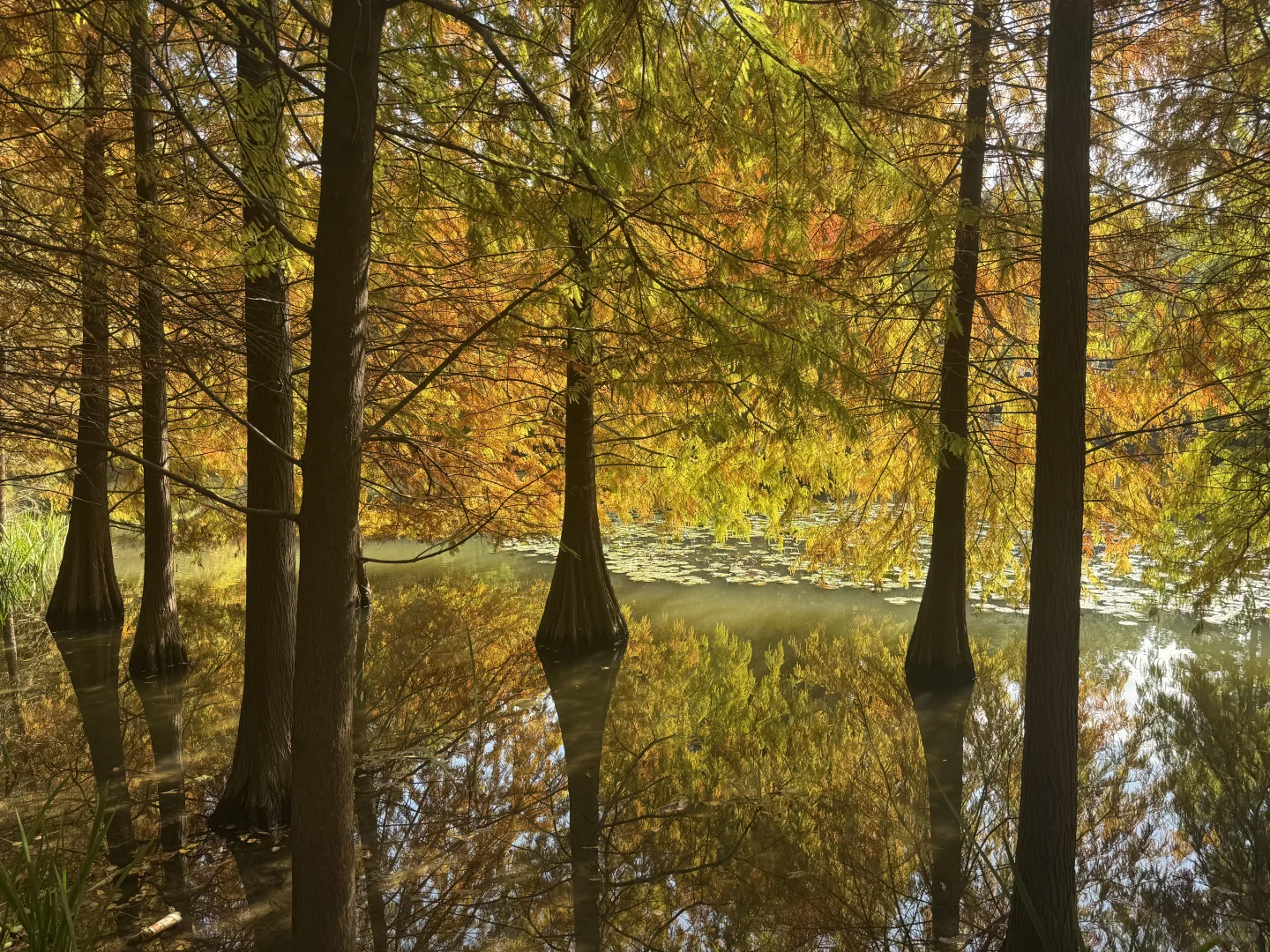 误入了落羽杉森林