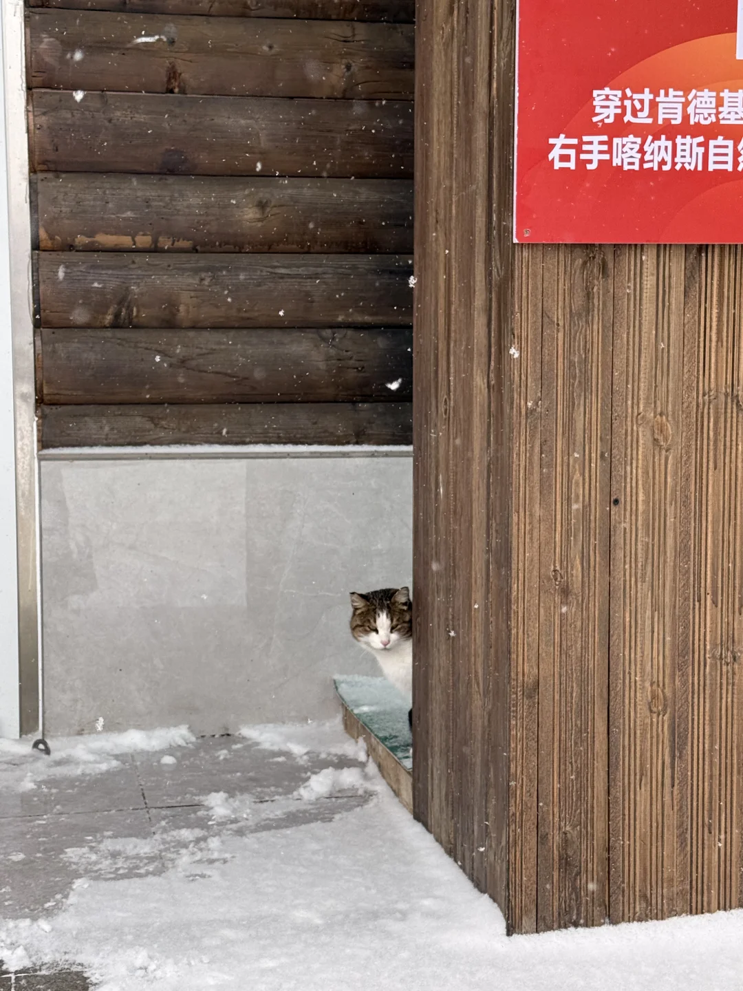 有没有人在喀纳斯游客中心见过这只小猫