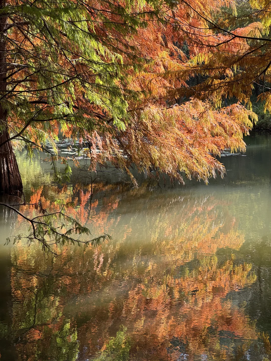 误入了落羽杉森林